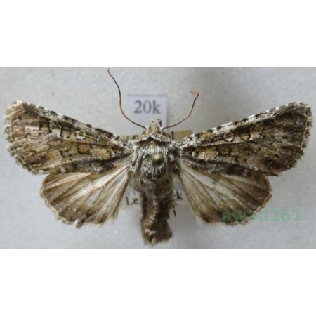 Hadena magnolii (Boisduval, 1829) Italy21k